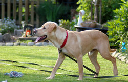 Herfstvakantie met hond