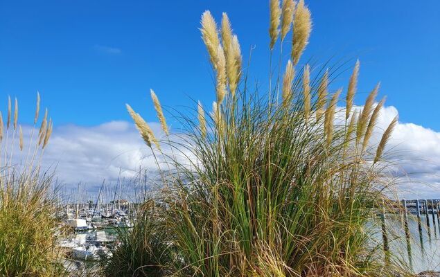 Les Alcyons T2 - Photo 24