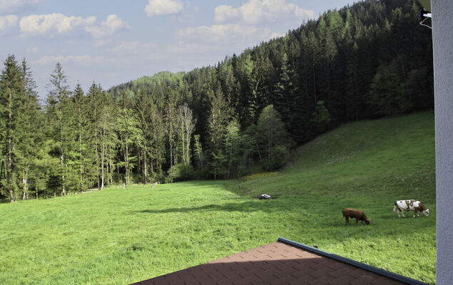 Krechen Alm - Photo 22